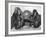 Chimpanzee Inflates a Balloon-null-Framed Photographic Print