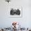 Chimpanzee Inflates a Balloon-null-Framed Photographic Print displayed on a wall