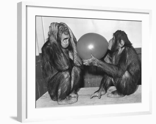 Chimpanzee Inflates a Balloon-null-Framed Photographic Print