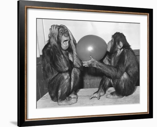 Chimpanzee Inflates a Balloon-null-Framed Photographic Print