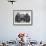 Chimpanzee Inflates a Balloon-null-Framed Photographic Print displayed on a wall