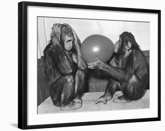 Chimpanzee Inflates a Balloon-null-Framed Photographic Print