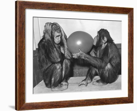 Chimpanzee Inflates a Balloon-null-Framed Photographic Print