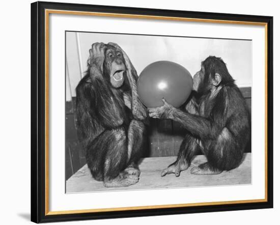 Chimpanzee Inflates a Balloon-null-Framed Photographic Print