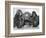 Chimpanzee Inflates a Balloon-null-Framed Photographic Print