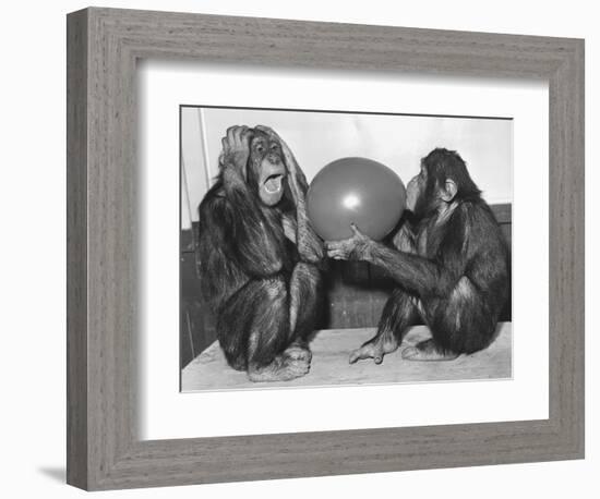 Chimpanzee Inflates a Balloon-null-Framed Photographic Print