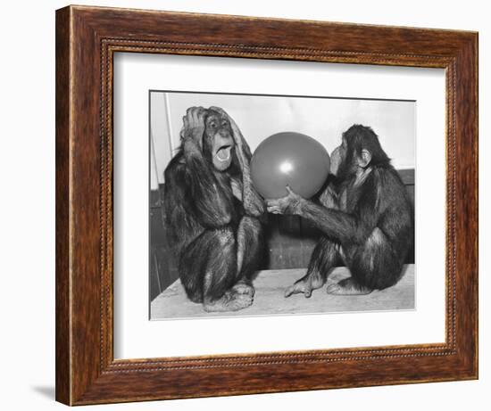 Chimpanzee Inflates a Balloon-null-Framed Photographic Print