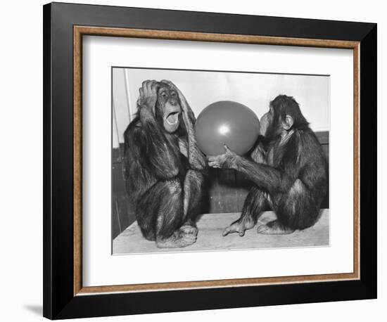 Chimpanzee Inflates a Balloon-null-Framed Photographic Print