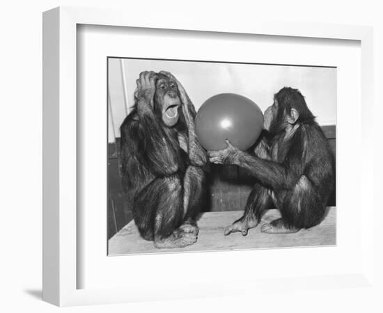 Chimpanzee Inflates a Balloon-null-Framed Photographic Print