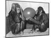 Chimpanzee Inflates a Balloon-null-Mounted Photographic Print