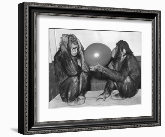 Chimpanzee Inflates a Balloon-null-Framed Photographic Print