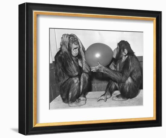 Chimpanzee Inflates a Balloon-null-Framed Photographic Print