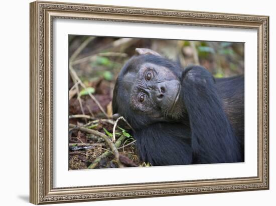 Chimpanzee Male Tropical Forest-null-Framed Photographic Print