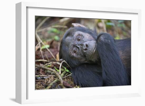 Chimpanzee Male Tropical Forest-null-Framed Photographic Print