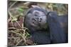 Chimpanzee Male Tropical Forest-null-Mounted Photographic Print