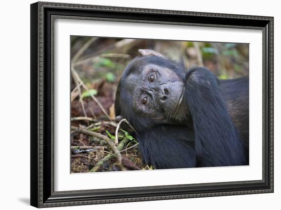 Chimpanzee Male Tropical Forest-null-Framed Photographic Print