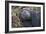 Chimpanzee Male Tropical Forest-null-Framed Photographic Print