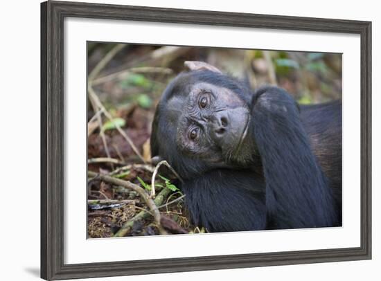 Chimpanzee Male Tropical Forest-null-Framed Photographic Print