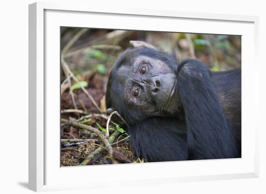 Chimpanzee Male Tropical Forest-null-Framed Photographic Print