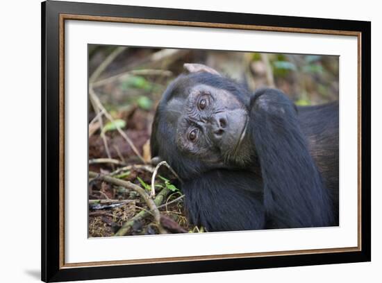 Chimpanzee Male Tropical Forest-null-Framed Photographic Print