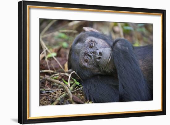 Chimpanzee Male Tropical Forest-null-Framed Photographic Print