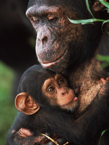 'Chimpanzee Mother Nurturing Baby' Photographic Print - | Art.com