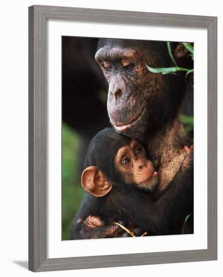 Chimpanzee Mother Nurturing Baby-null-Framed Photographic Print