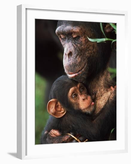 Chimpanzee Mother Nurturing Baby-null-Framed Photographic Print