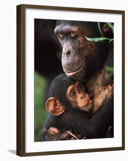 Chimpanzee Mother Nurturing Baby-null-Framed Photographic Print