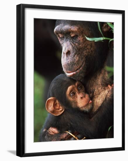 Chimpanzee Mother Nurturing Baby-null-Framed Photographic Print