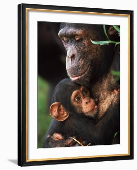 Chimpanzee Mother Nurturing Baby-null-Framed Photographic Print