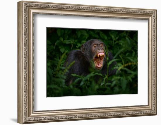 Chimpanzee Open Muzzle Mouth with Tooth, Tree in Kibale National Park, Uganda, Dark Forest. Black M-Ondrej Prosicky-Framed Photographic Print