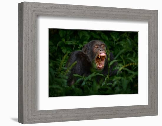 Chimpanzee Open Muzzle Mouth with Tooth, Tree in Kibale National Park, Uganda, Dark Forest. Black M-Ondrej Prosicky-Framed Photographic Print