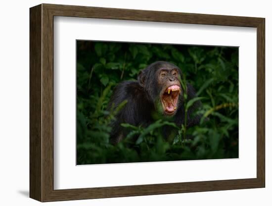 Chimpanzee Open Muzzle Mouth with Tooth, Tree in Kibale National Park, Uganda, Dark Forest. Black M-Ondrej Prosicky-Framed Photographic Print
