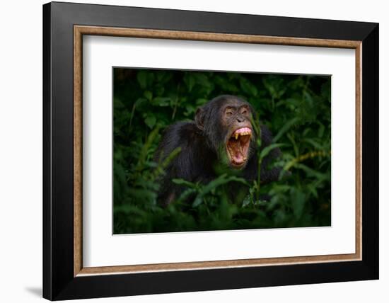 Chimpanzee Open Muzzle Mouth with Tooth, Tree in Kibale National Park, Uganda, Dark Forest. Black M-Ondrej Prosicky-Framed Photographic Print