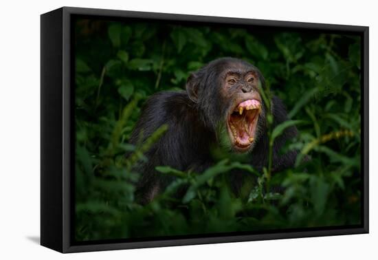 Chimpanzee Open Muzzle Mouth with Tooth, Tree in Kibale National Park, Uganda, Dark Forest. Black M-Ondrej Prosicky-Framed Premier Image Canvas