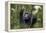 Chimpanzee (Pan troglodytes), Kibale National Park, Uganda, Africa-Ashley Morgan-Framed Premier Image Canvas