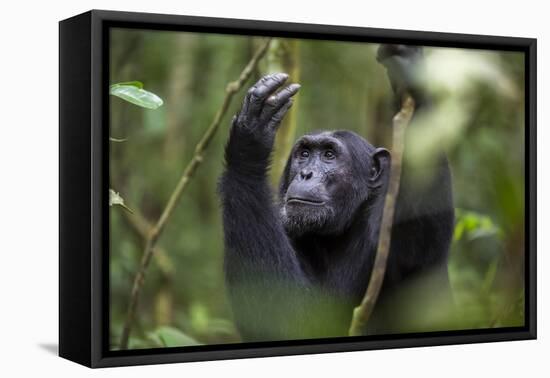 Chimpanzee (Pan troglodytes), Kibale National Park, Uganda, Africa-Ashley Morgan-Framed Premier Image Canvas