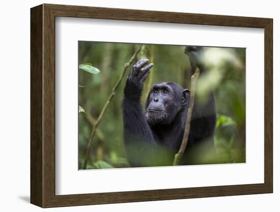 Chimpanzee (Pan troglodytes), Kibale National Park, Uganda, Africa-Ashley Morgan-Framed Photographic Print