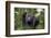 Chimpanzee (Pan troglodytes), Kibale National Park, Uganda, Africa-Ashley Morgan-Framed Photographic Print