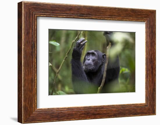 Chimpanzee (Pan troglodytes), Kibale National Park, Uganda, Africa-Ashley Morgan-Framed Photographic Print