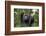 Chimpanzee (Pan troglodytes), Kibale National Park, Uganda, Africa-Ashley Morgan-Framed Photographic Print