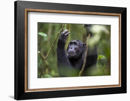 Chimpanzee (Pan troglodytes), Kibale National Park, Uganda, Africa-Ashley Morgan-Framed Photographic Print