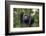 Chimpanzee (Pan troglodytes), Kibale National Park, Uganda, Africa-Ashley Morgan-Framed Photographic Print