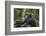 Chimpanzee (Pan troglodytes), Kibale National Park, Uganda, Africa-Ashley Morgan-Framed Photographic Print