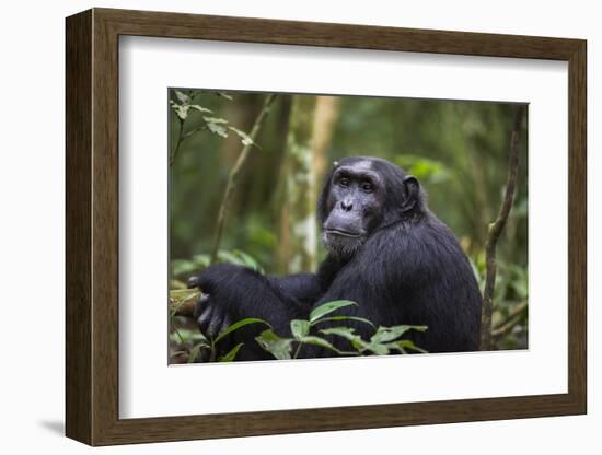 Chimpanzee (Pan troglodytes), Kibale National Park, Uganda, Africa-Ashley Morgan-Framed Photographic Print