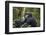 Chimpanzee (Pan troglodytes), Kibale National Park, Uganda, Africa-Ashley Morgan-Framed Photographic Print