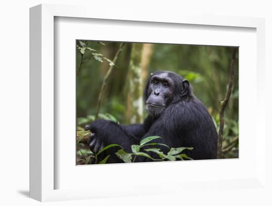 Chimpanzee (Pan troglodytes), Kibale National Park, Uganda, Africa-Ashley Morgan-Framed Photographic Print