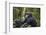 Chimpanzee (Pan troglodytes), Kibale National Park, Uganda, Africa-Ashley Morgan-Framed Photographic Print