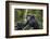 Chimpanzee (Pan troglodytes), Kibale National Park, Uganda, Africa-Ashley Morgan-Framed Photographic Print